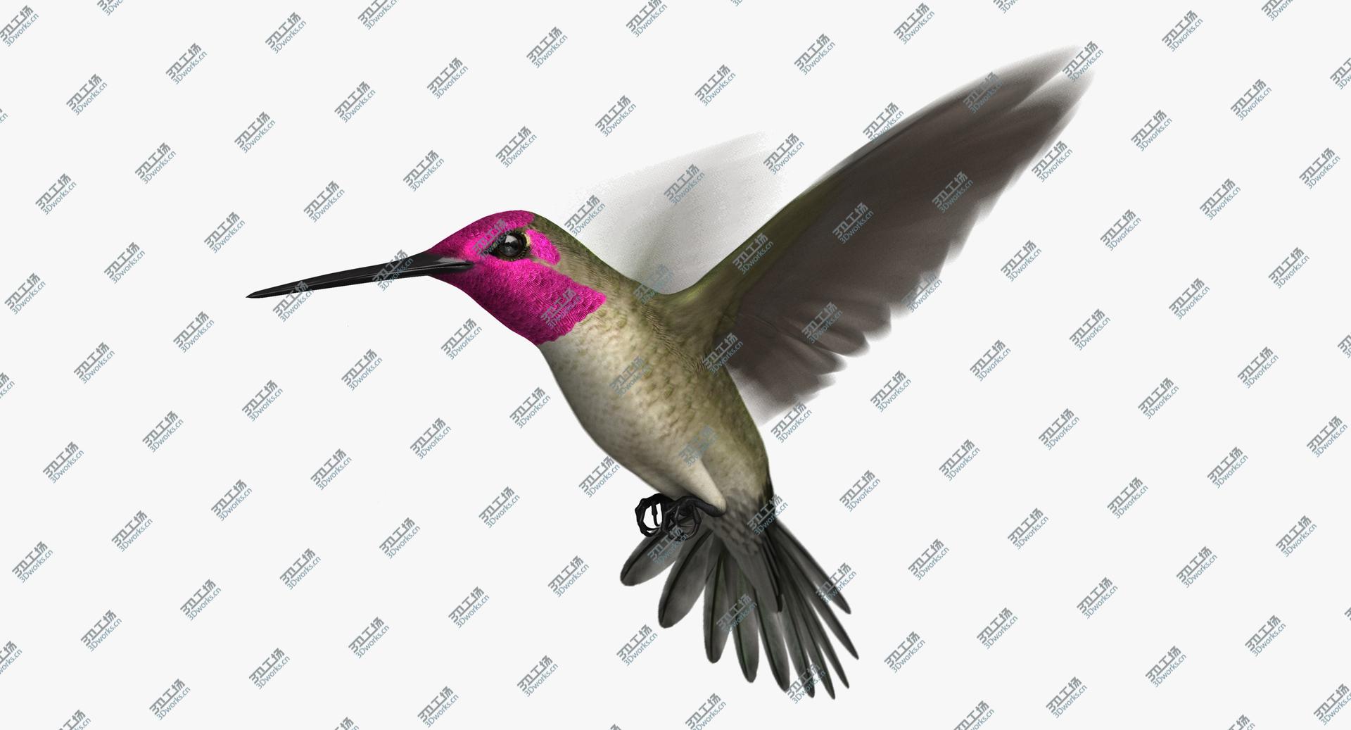 images/goods_img/202105071/3D Anna's Hummingbird (Animated) model/2.jpg